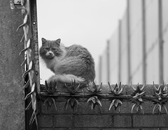 Cat on a Peace Wall