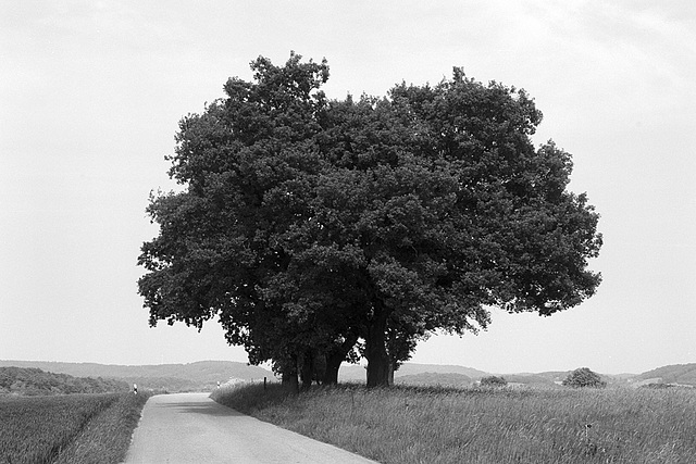 Baum