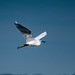 Little egret