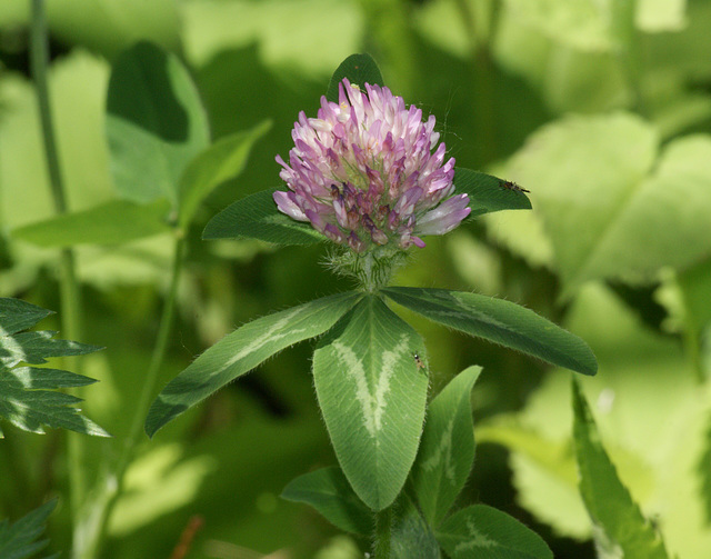 un trèfle pour les Irlandais / clover for the irish people