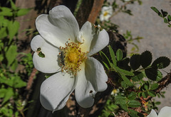 20200517 7438CPw [D~LIP] Bibernell-Rose (Rosa spinosissima), Grüner Scheinbockkäfer (Oedemera nobiles), UWZ, Bad Salzuflen