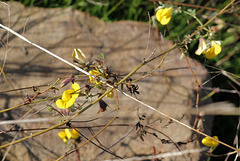 Ononis viscosa, Fabaceae