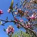 Branches de Magnolia