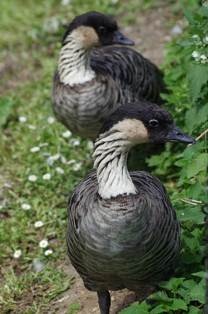 Nene (Branta sandvicensis)