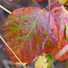 Farben der Brombeerblätter