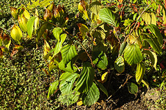 20211009 3037CPw [D~LIP] Zaubernuss (Hamamelis intermedia 'Orange Beauty'), Bad Salzuflen