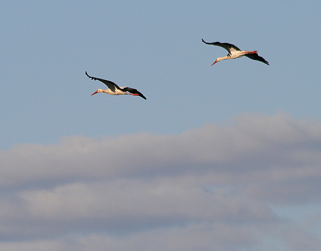 Couple de cigogne