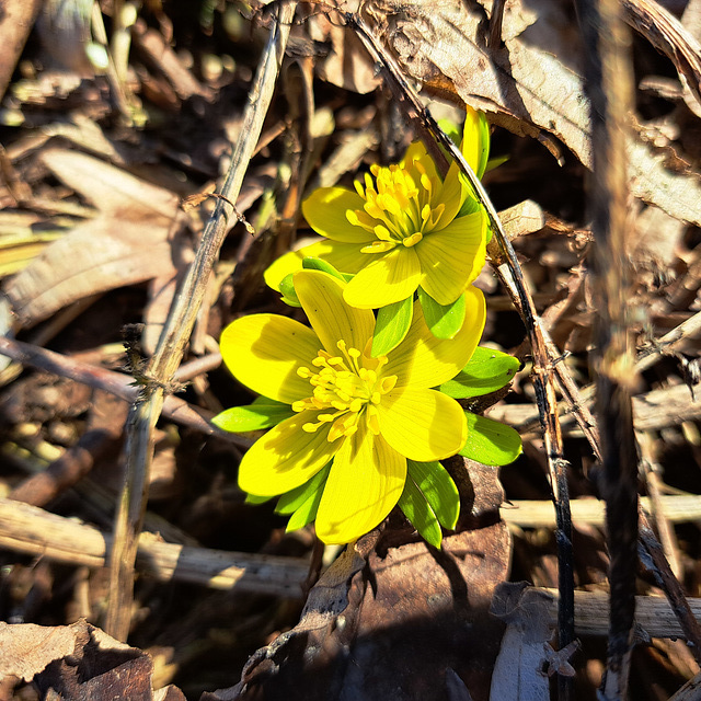 Winterling (Eranthis hyemalis)