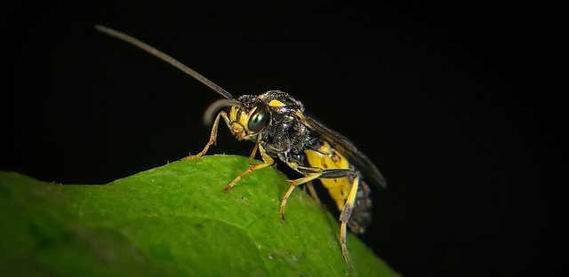 Die Gelbe Schlupfwespe (Amblyteles armatorius) ;))  The yellow parasitic wasp (Amblyteles armatorius) ;))    La guêpe parasite jaune (Amblyteles armatorius) ;))