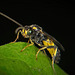 Die Gelbe Schlupfwespe (Amblyteles armatorius) ;))  The yellow parasitic wasp (Amblyteles armatorius) ;))    La guêpe parasite jaune (Amblyteles armatorius) ;))