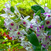 Orchid Plants 27