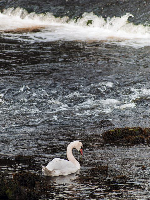 Mute Swan