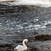 Mute Swan
