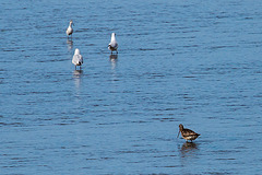 20140907 4825VRAw [NL] Pfuhlschnepfe (Limosa lapponica), Möwe, Terschelling