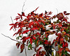 Nandina in the Snow