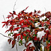 Nandina in the Snow