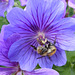 Geranium with a busy bee