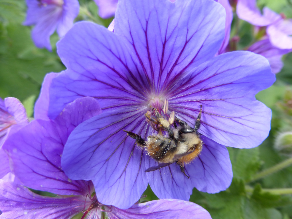 Geranium with a busy bee