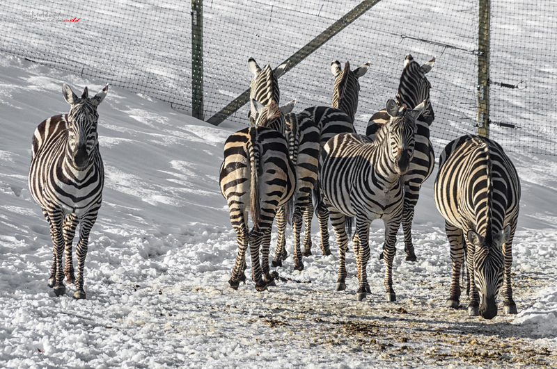 Les zèbres Zoo IMGP0566