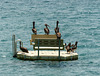 Daily gathering of the Brown Pelicans, Tobago