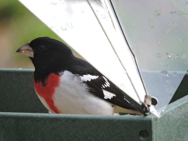 Rose-breasted Grosbeaks