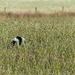 Disappearing Skunk - just for the record
