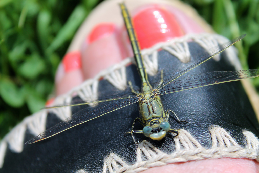 Libellule sur Pied bijou