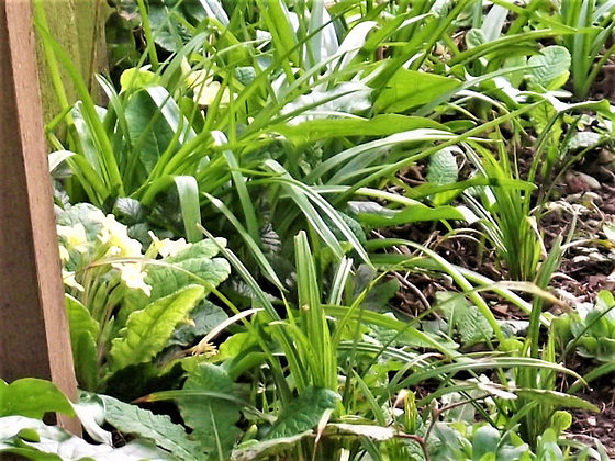 Some primroses blooming on the sides