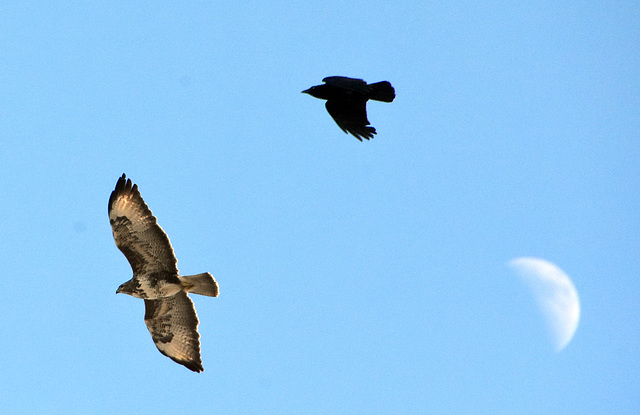 Rabenvogel verjagt einen Bussard