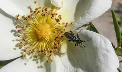 20200517 7439CPw [D~LIP] Bibernell-Rose (Rosa spinosissima), Grüner Scheinbockkäfer (Oedemera nobiles), UWZ, Bad Salzuflen