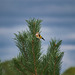 Goldfinch in the fir tree