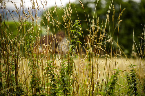 The Countryside, Where Country People Live