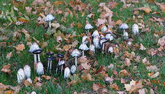 Schopftintlinge in allen Stadien