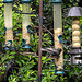 20220529 1135CPw [D~LIP] Kohlmeise, Star, Bad Salzuflen