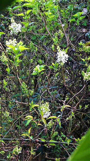 White lilac just starting to flower