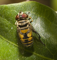 IMG 8204 Hoverfly-1