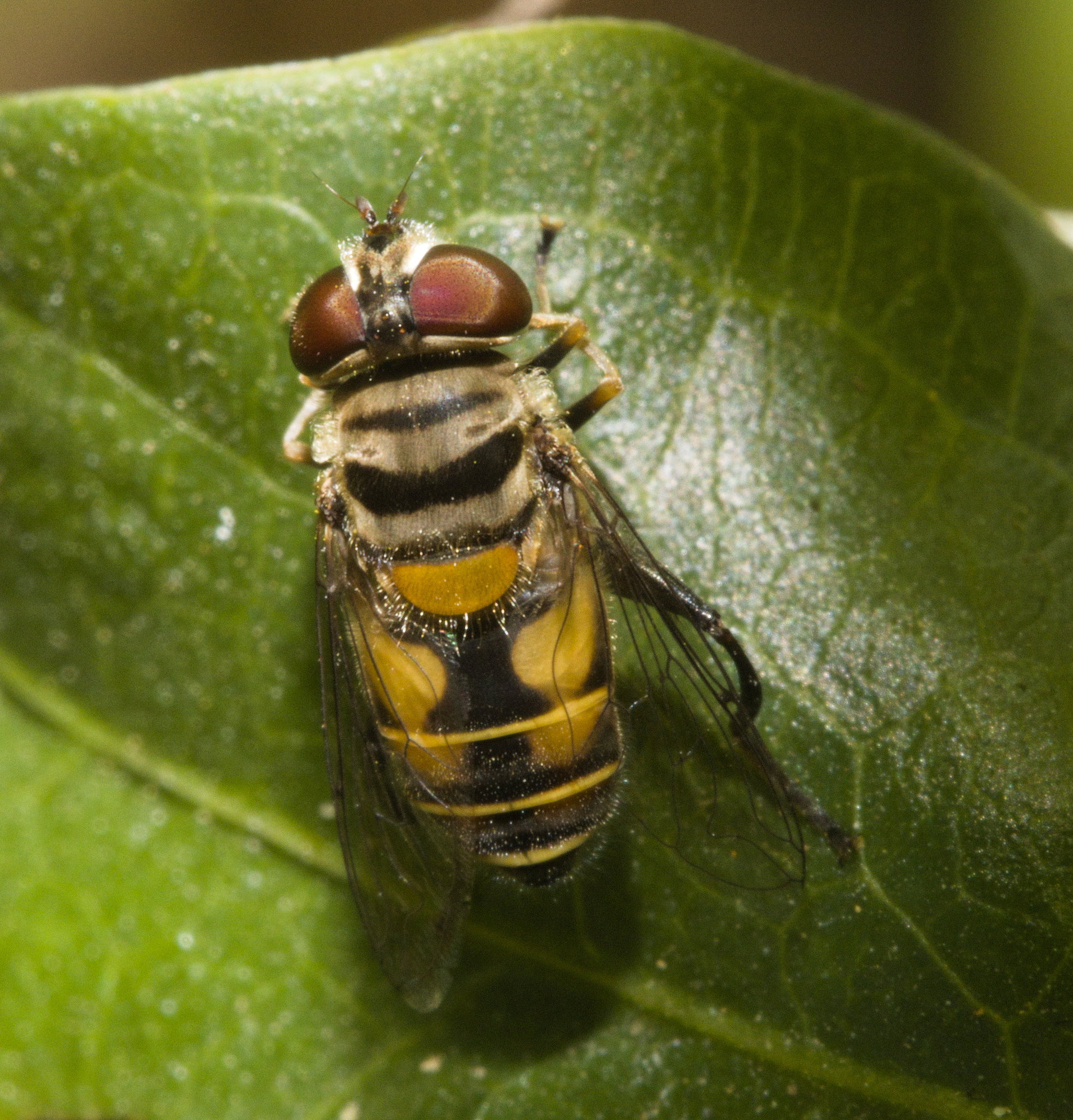 IMG 8204 Hoverfly-1