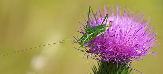 Ganz lange Fühler - Two very long antennae