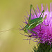 Ganz lange Fühler - Two very long antennae