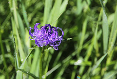 Halbkugelige Teufelskralle (Phyteuma hemisphaericum)  auch Grasblatt-Teufelskralle genannt