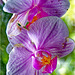 Orchid Plants 28