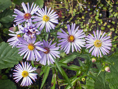 Purple Flowers