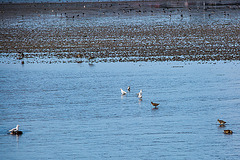 20140907 4824VRAw [NL] Pfuhlschnepfe (Limosa lapponica), Möwe, Terschelling