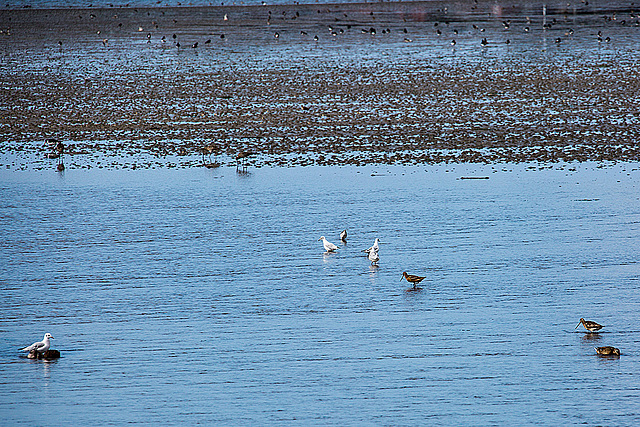 20140907 4824VRAw [NL] Pfuhlschnepfe (Limosa lapponica), Möwe, Terschelling