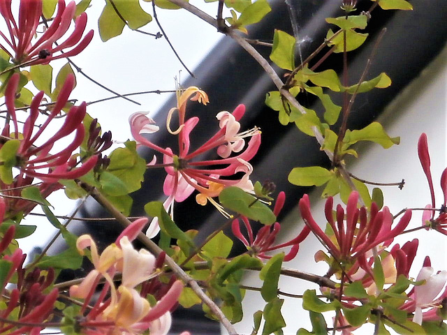 The honeysuckle is wrapped around an old aspen tree