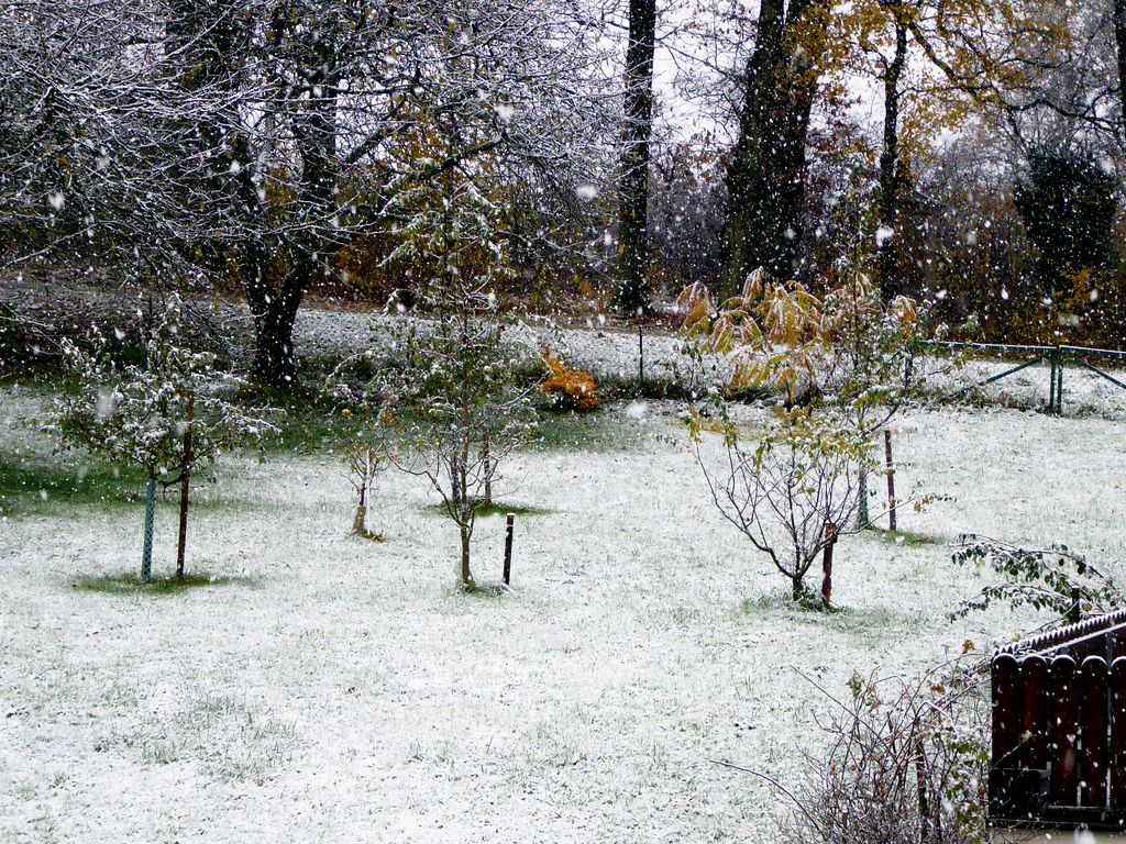 schneeflöckchen...