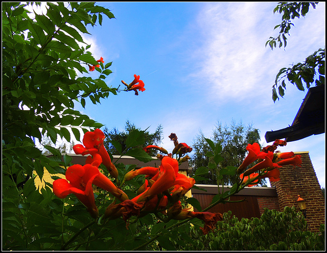 My Sisters Garden