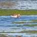 Godwit