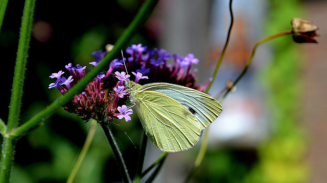 Wit met zwarte stippen...