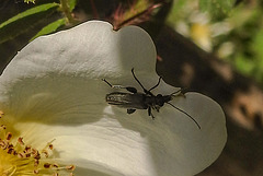 20200517 7440CPw [D~LIP] Bibernell-Rose (Rosa spinosissima), Grüner Scheinbockkäfer (Oedemera nobiles), UWZ, Bad Salzuflen